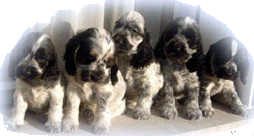 iz/der: Luna Valeria,Fancy Gasper, Simon y Honey