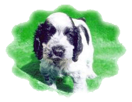 Puck's Blue Tiny Taz