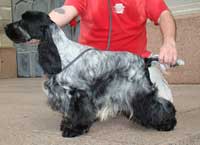 Puck's Blue Lucky Strike